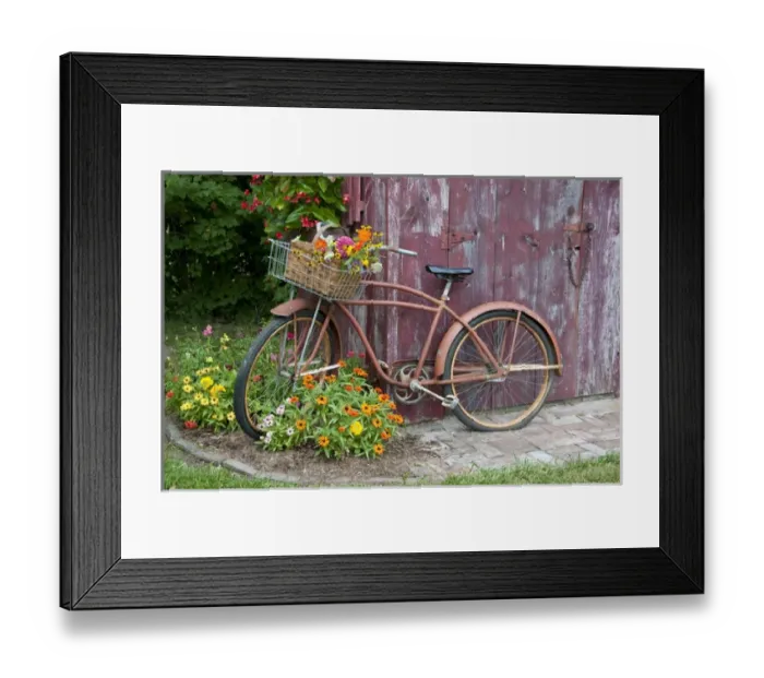 Framed Print : Old bicycle with flower basket next to old outhouse garden shed. Red Wing Begonias Framed Print : Old bicycle with flower basket next to old outhouse garden shed. Red Wing Begonias