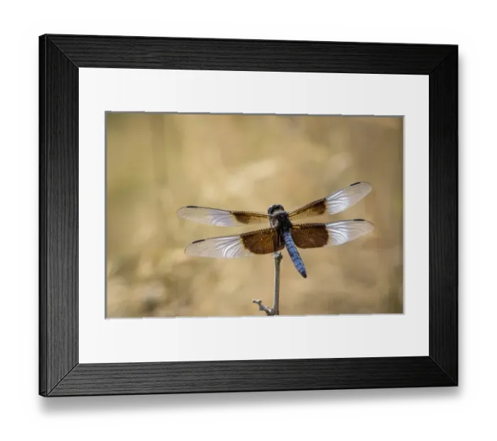 Framed Print : Widow skimmer dragonfly perching, Illinois