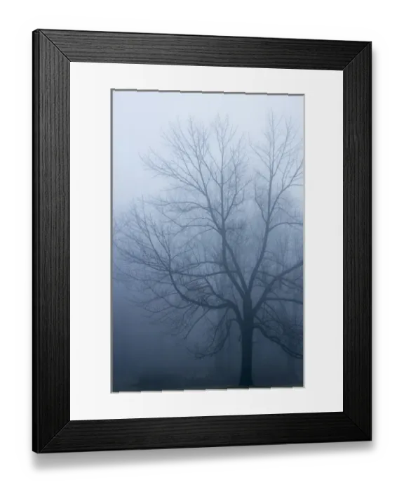 Framed Print : USA, Indiana. Skeleton tree in fog. Credit as: Wendy Kaveney  /  Jaynes Gallery  /  DanitaDelimont