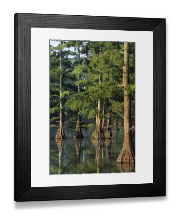 Framed Print : Baldcypress trees (Taxodium distichum) at Horseshoe Lake Conservation Area, Alexander Co Framed Print : Baldcypress trees (Taxodium distichum) at Horseshoe Lake Conservation Area, Alexander Co
