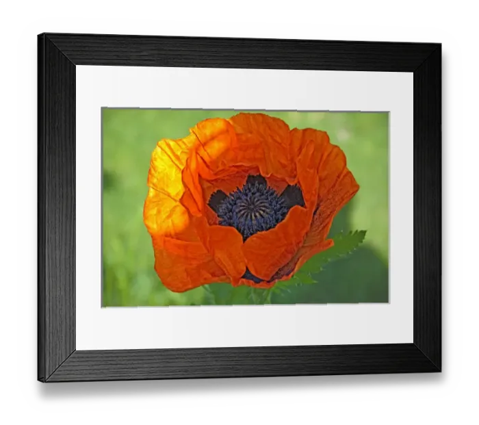 Framed Print : Close-up of a flowering orange poppy plant Framed Print : Close-up of a flowering orange poppy plant