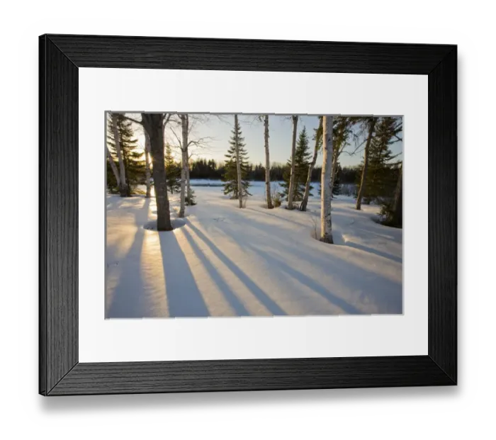 Framed Print : The sun goes down behind the trees in the front yard of Medawisla Wilderness Framed Print : The sun goes down behind the trees in the front yard of Medawisla Wilderness
