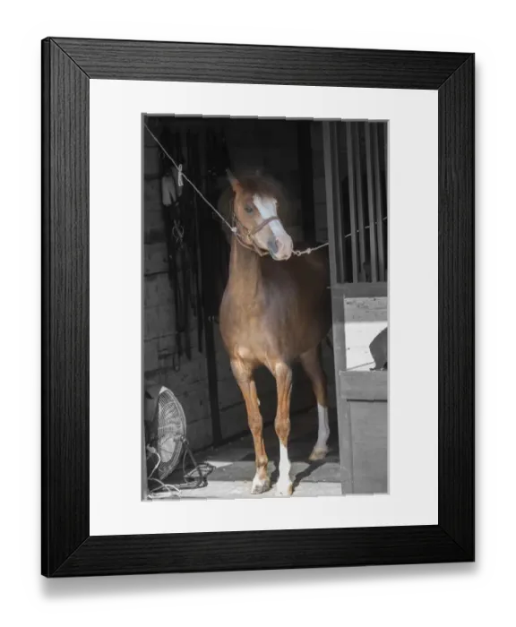 Framed Print : USA, Kentucky, Lexington. Yearling horse stands in stall opening Framed Print : USA, Kentucky, Lexington. Yearling horse stands in stall opening