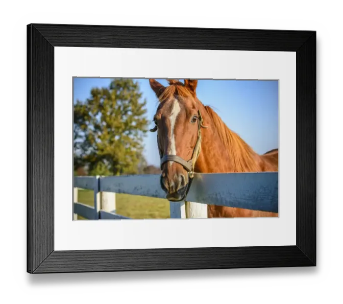 Framed Print : Close-up of Twilight Rose, a well-known thoroughbred race horse, in his pasture Framed Print : Close-up of Twilight Rose, a well-known thoroughbred race horse, in his pasture