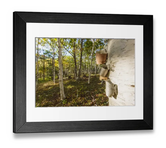 Framed Print : Paper birch trees in Maines Acadia National Park. Fall