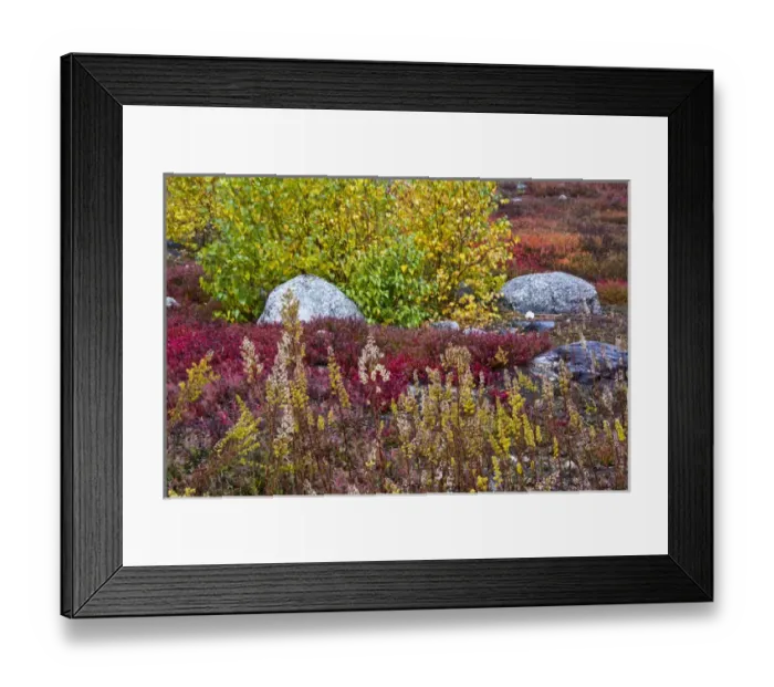 Framed Print : autumn; blueberry barrens; granite rocks; East Orland; Maine; USA Framed Print : autumn; blueberry barrens; granite rocks; East Orland; Maine; USA