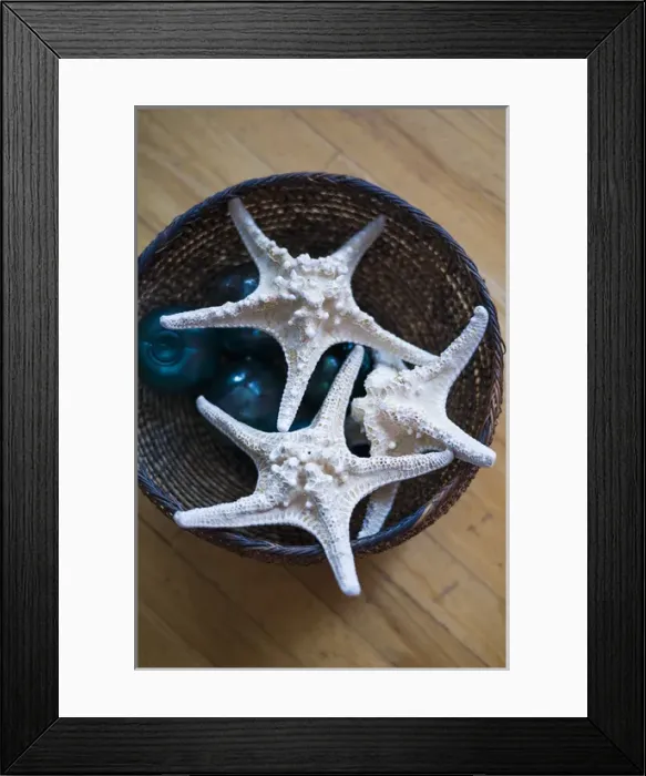 Framed Print : USA, Maine, Pemaquid Point, dried starfish Framed Print : USA, Maine, Pemaquid Point, dried starfish