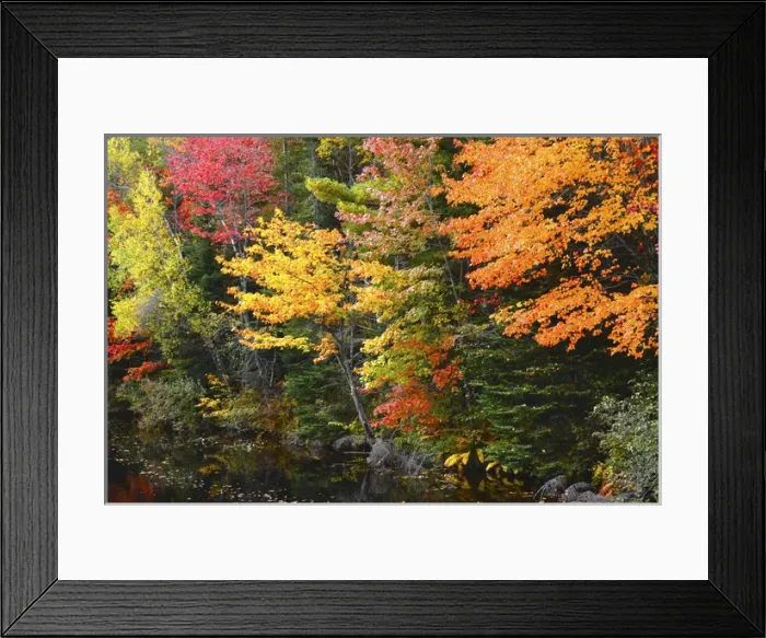 Framed Print : Autumn trees, Sheepscot River, Palermo, Maine, USA