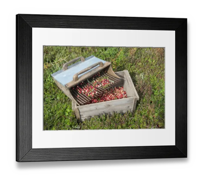 Framed Print : USA, Massachusetts, Wareham, cranberries Framed Print : USA, Massachusetts, Wareham, cranberries