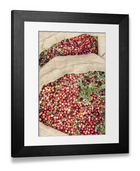 Framed Print : USA, Massachusetts, Wareham, cranberries