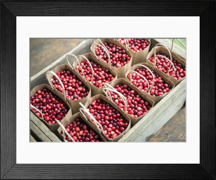 Framed Print : USA, Massachusetts, Wareham, cranberries Framed Print : USA, Massachusetts, Wareham, cranberries