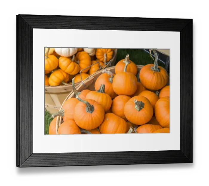 Framed Print : USA, Massachusetts, Wareham, pumkins Framed Print : USA, Massachusetts, Wareham, pumkins