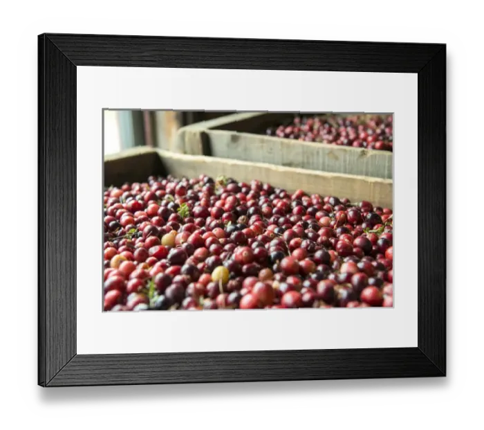 Framed Print : USA, Massachusetts, Wareham, cranberries