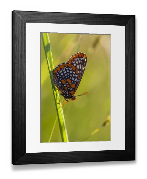 Framed Print : Baltimore Checkerspot butterfly, Euphydryas phaeton, in a field at Phillips Farm in Marshfield