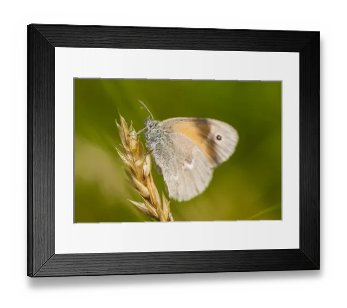 Framed Print : Common ringlet butterfly, Coenonympha tullia, in a field at Phillips Farm in Marshfield Framed Print : Common ringlet butterfly, Coenonympha tullia, in a field at Phillips Farm in Marshfield