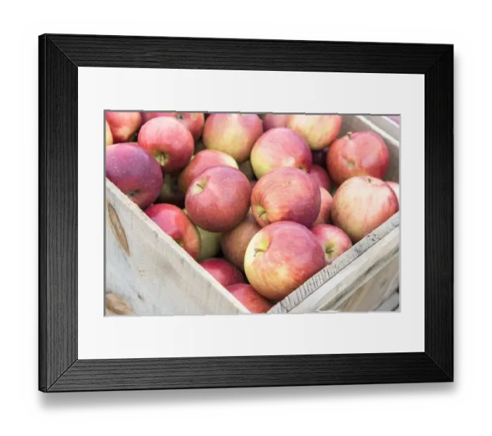 Framed Print : USA, Massachusetts, Wareham, apples Framed Print : USA, Massachusetts, Wareham, apples