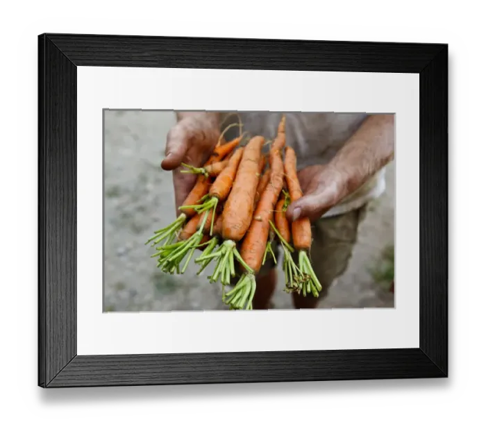 Framed Print : Nate Frigard holding carrots recently harvested for the Community Supported Agriculture
