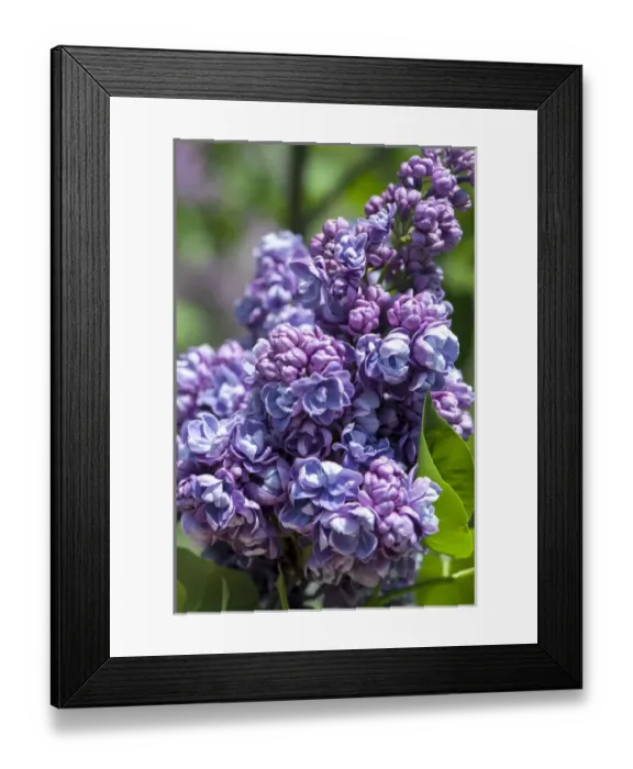 Framed Print : USA, Massachusetts, Boston, Arnold Arboretum, purple lilac tree Framed Print : USA, Massachusetts, Boston, Arnold Arboretum, purple lilac tree