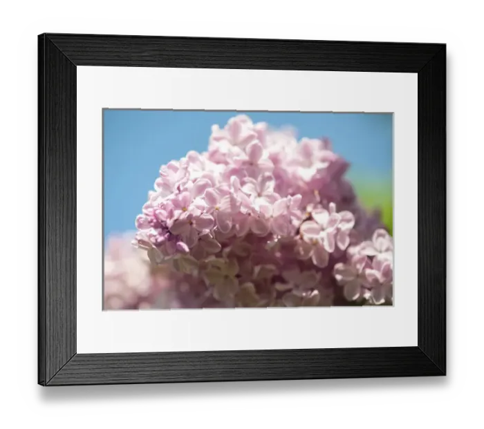 Framed Print : USA, Massachusetts, Boston, Arnold Arboretum, pink lilac tree Framed Print : USA, Massachusetts, Boston, Arnold Arboretum, pink lilac tree