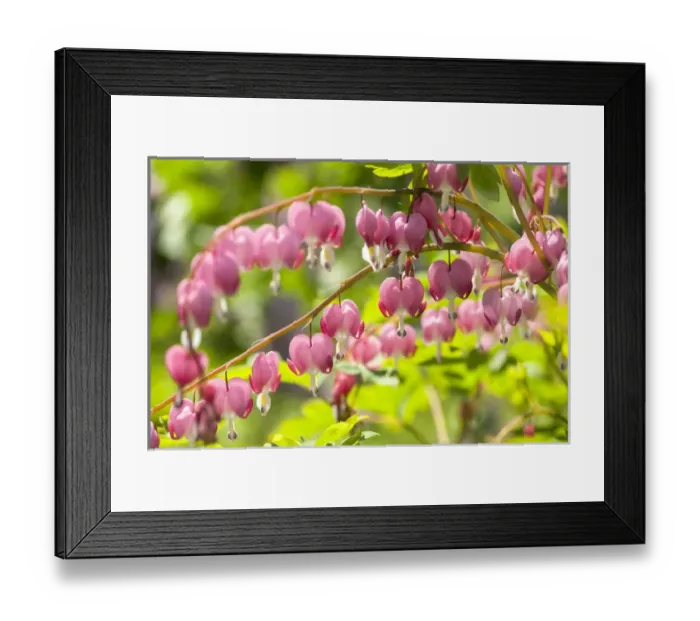Framed Print : USA, Massachusetts, Boston, Arnold Arboretum, Bleeding Heart Framed Print : USA, Massachusetts, Boston, Arnold Arboretum, Bleeding Heart