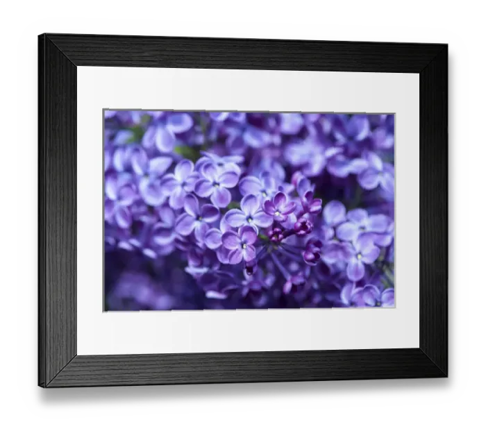 Framed Print : USA, Massachusetts, Boston, Arnold Arboretum, purple lilac tree Framed Print : USA, Massachusetts, Boston, Arnold Arboretum, purple lilac tree