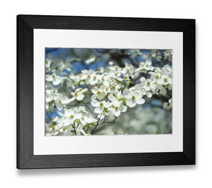 Framed Print : USA, Massachusetts, Boston, Arnold Arboretum, Dogwood tree Framed Print : USA, Massachusetts, Boston, Arnold Arboretum, Dogwood tree