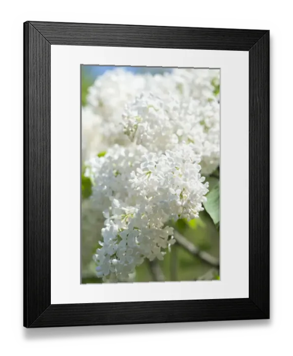 Framed Print : USA, Massachusetts, Boston, Arnold Arboretum, white lilac tree