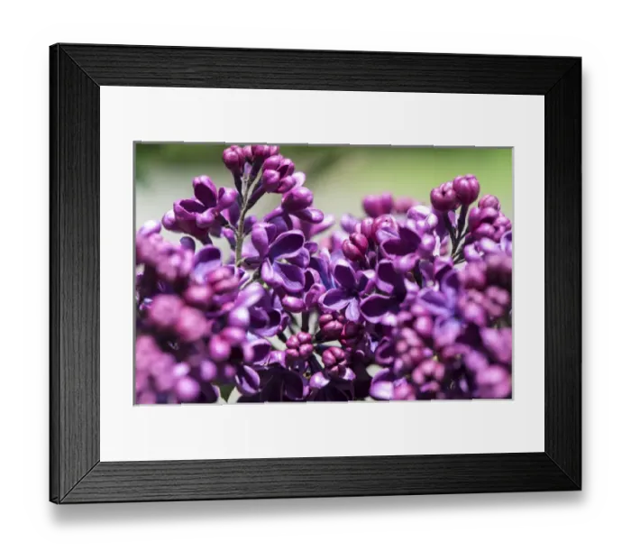 Framed Print : USA, Massachusetts, Boston, Arnold Arboretum, purple lilac tree Framed Print : USA, Massachusetts, Boston, Arnold Arboretum, purple lilac tree