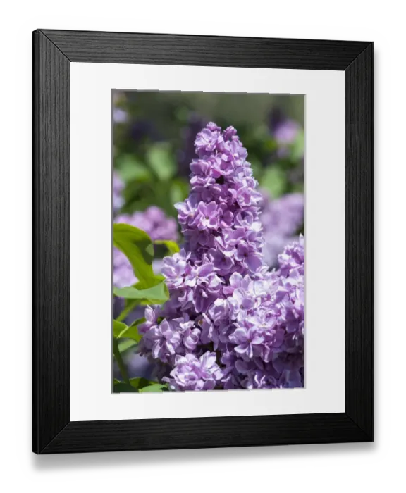 Framed Print : USA, Massachusetts, Boston, Arnold Arboretum, purple lilac tree Framed Print : USA, Massachusetts, Boston, Arnold Arboretum, purple lilac tree