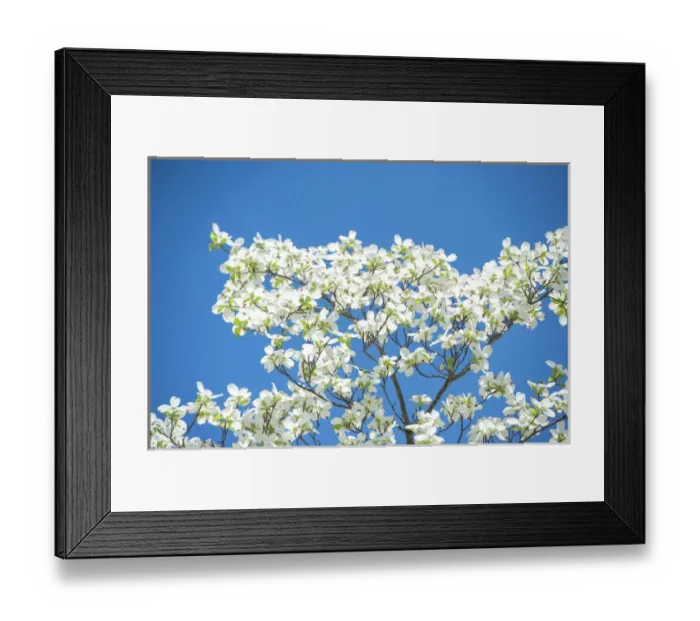 Framed Print : USA, Massachusetts, Boston, Arnold Arboretum, Dogwood tree Framed Print : USA, Massachusetts, Boston, Arnold Arboretum, Dogwood tree