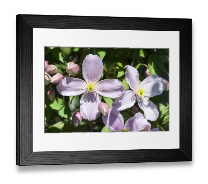 Framed Print : USA, Massachusetts, Boston, Arnold Arboretum, Clematis Framed Print : USA, Massachusetts, Boston, Arnold Arboretum, Clematis