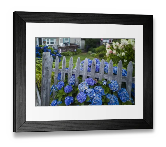 Framed Print : USA, Massachusetts, Rockport, Long Beach, hydrangea flowers Framed Print : USA, Massachusetts, Rockport, Long Beach, hydrangea flowers