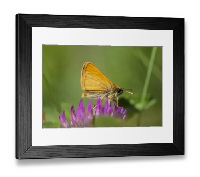 Framed Print : European Skipper butterfly, Thymelicus lineola, on clover at Phillips Farm in Marshfield Framed Print : European Skipper butterfly, Thymelicus lineola, on clover at Phillips Farm in Marshfield
