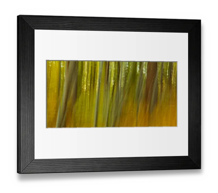 Framed Print : In the forest at Elmwood Farm in Hopkinton, Massachusetts