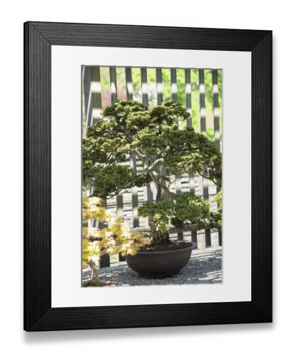 Framed Print : USA, Massachusetts, Boston, Arnold Arboretum, Bonsai tree