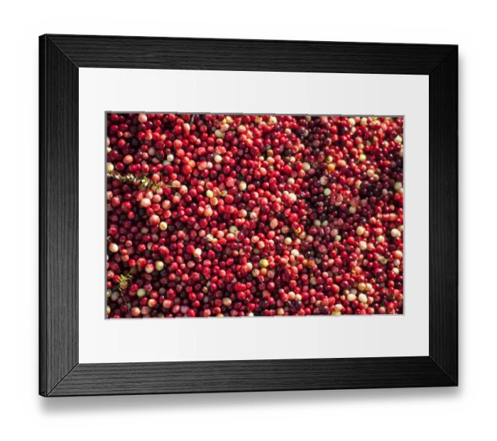 Framed Print : USA, Massachusetts, Wareham, cranberries Framed Print : USA, Massachusetts, Wareham, cranberries