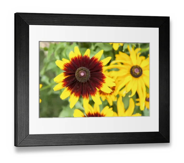 Framed Print : USA, Massachusetts, Wareham, Black-eyed Susan Framed Print : USA, Massachusetts, Wareham, Black-eyed Susan