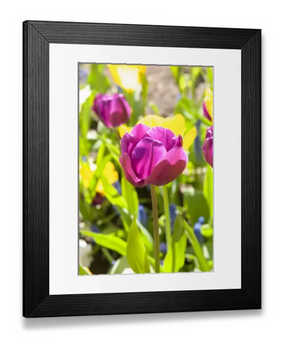 Framed Print : USA, Massachusetts, Boston, tulip garden Framed Print : USA, Massachusetts, Boston, tulip garden