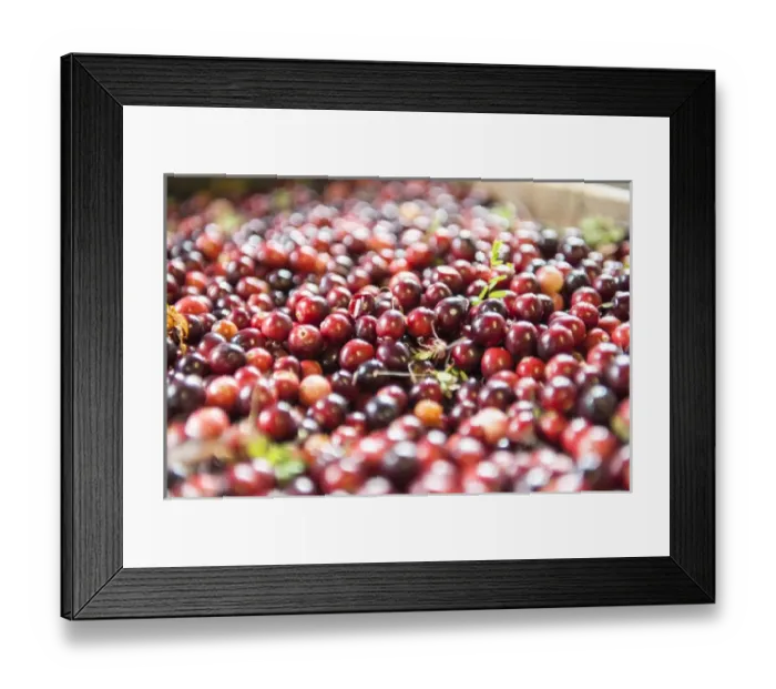 Framed Print : USA, Massachusetts, Wareham, cranberries