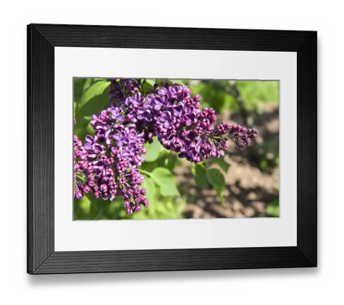 Framed Print : USA, Massachusetts, Boston, Arnold Arboretum, purple lilac Framed Print : USA, Massachusetts, Boston, Arnold Arboretum, purple lilac