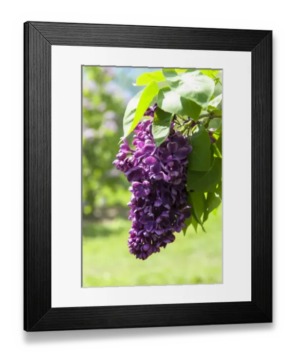 Framed Print : USA, Massachusetts, Boston, Arnold Arboretum, purple lilac Framed Print : USA, Massachusetts, Boston, Arnold Arboretum, purple lilac