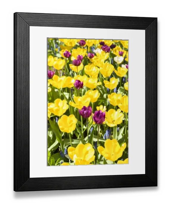 Framed Print : USA, Massachusetts, Boston, tulip garden Framed Print : USA, Massachusetts, Boston, tulip garden