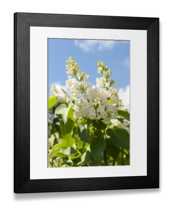 Framed Print : USA, Massachusetts, Boston, Arnold Arboretum, white lilac