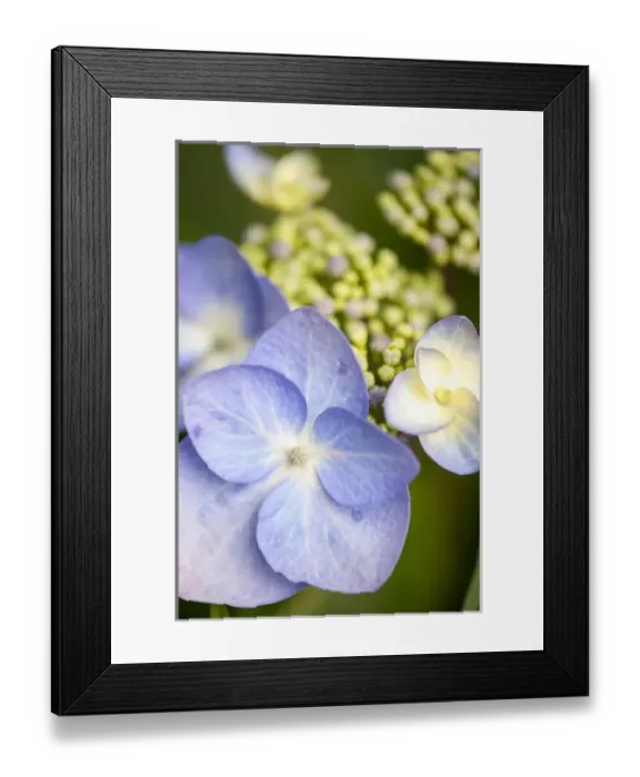 Framed Print : USA, Massachusetts, Reading, blue Lacecap Hydrangea Framed Print : USA, Massachusetts, Reading, blue Lacecap Hydrangea