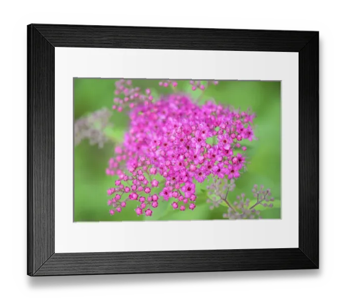 Framed Print : USA, Massachusetts, Reading, Spiraea Framed Print : USA, Massachusetts, Reading, Spiraea