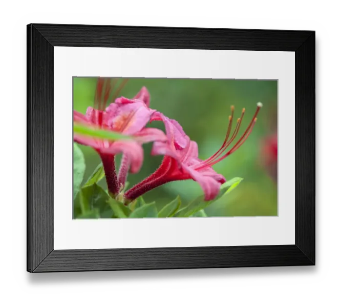 Framed Print : USA, Massachusetts, Reading, azalea