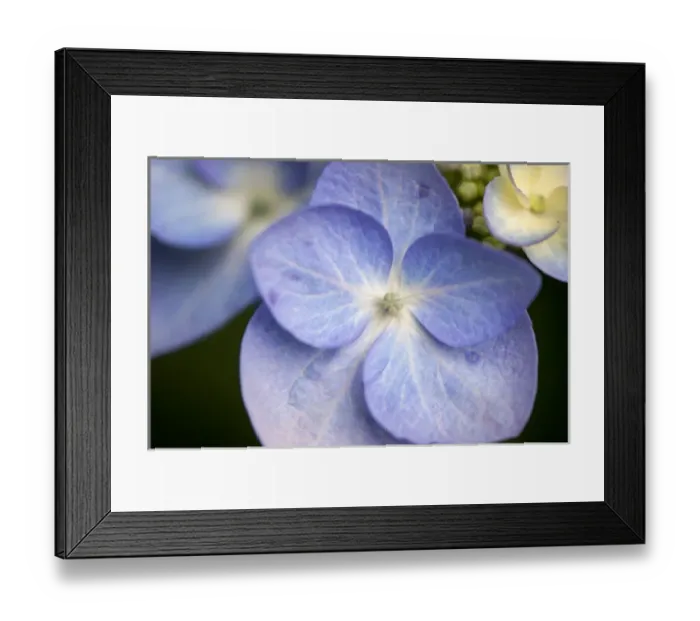 Framed Print : USA, Massachusetts, Reading, blue Lacecap Hydrangea
