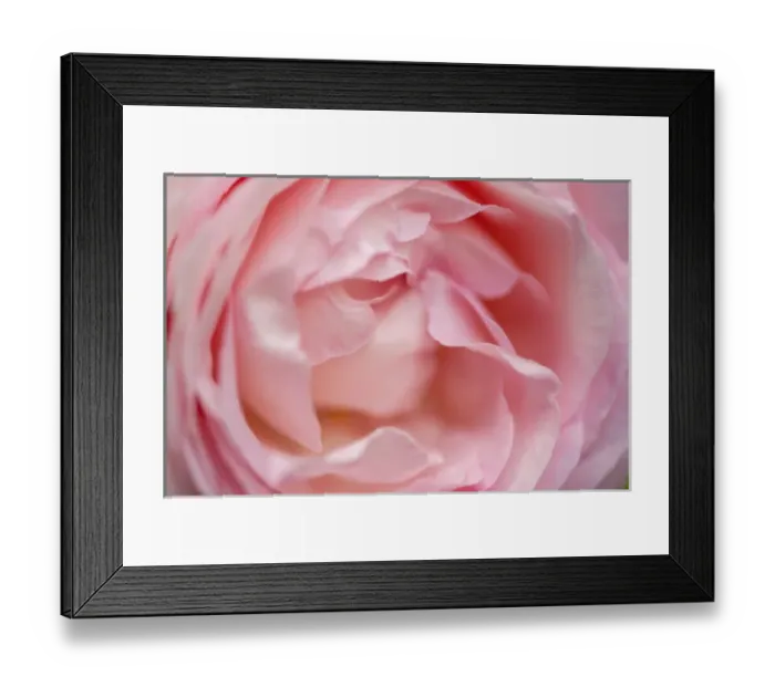 Framed Print : USA, Massachusetts, Reading, Pierre de Ronsard rose Framed Print : USA, Massachusetts, Reading, Pierre de Ronsard rose
