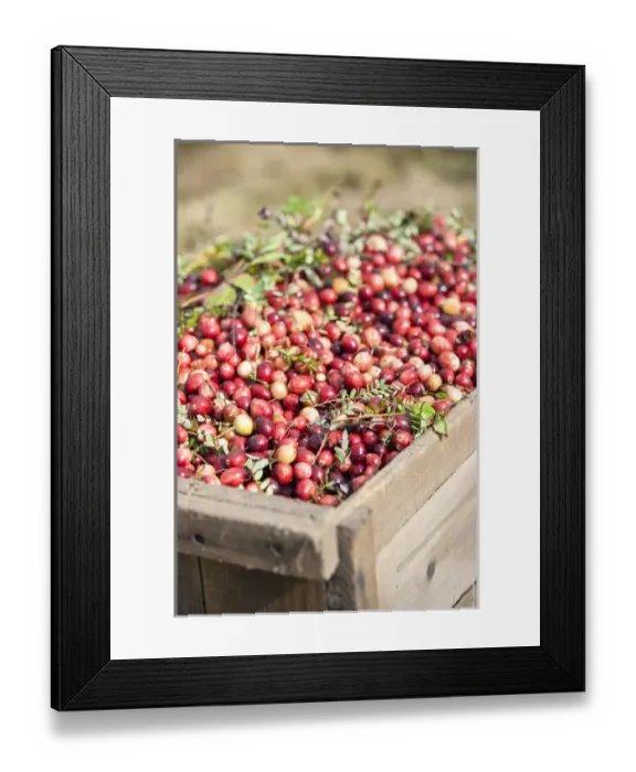 Framed Print : USA, Massachusetts, Wareham, cranberries Framed Print : USA, Massachusetts, Wareham, cranberries