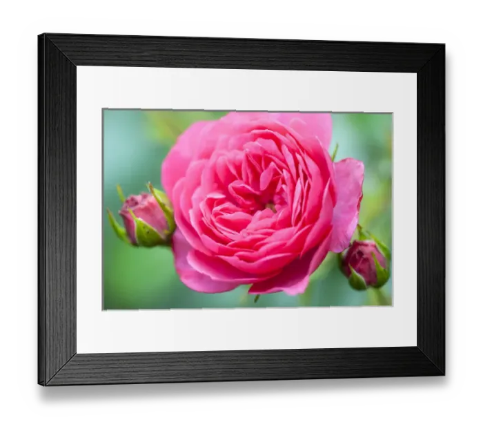 Framed Print : USA, Massachusetts, Reading, Knock Out rose Framed Print : USA, Massachusetts, Reading, Knock Out rose